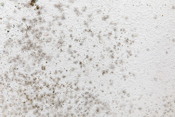 Best Black Mold Removal  in Boiling Springs, SC