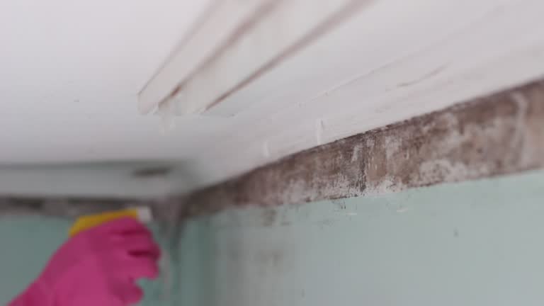 Best Post-Construction Mold Inspection  in Boiling Springs, SC